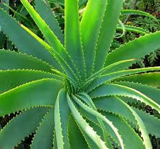 Thousands Now Take Aloe Vera Products To Treat Depression