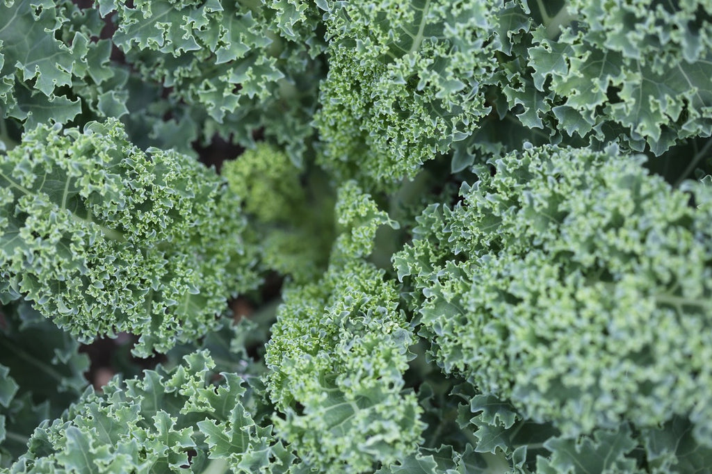 Kale: Why it's amazing